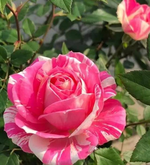 大花月季与丰花月季 你喜欢那个一个?(图2) 大花月季与丰花月季 你喜欢那个一个?(图2)