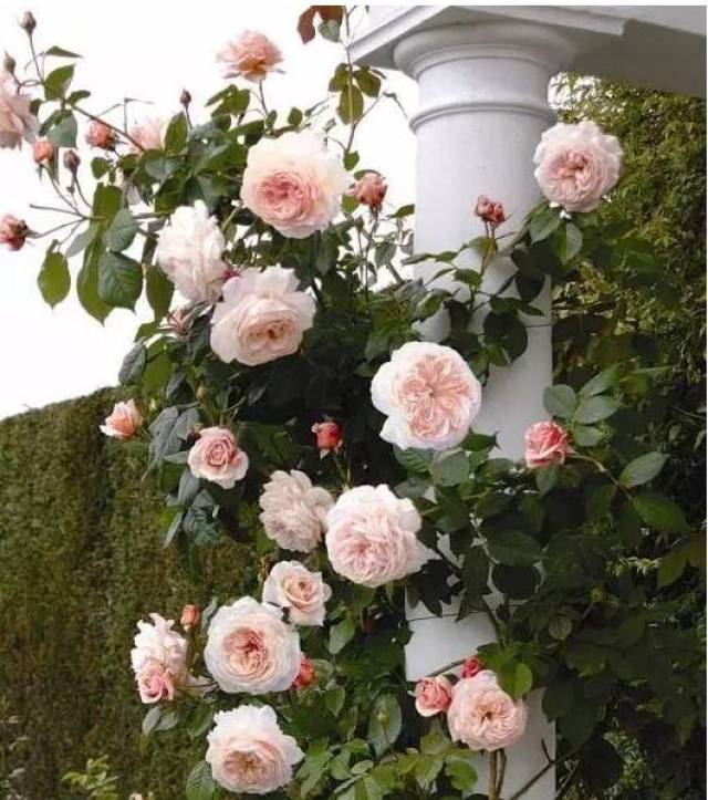 大花月季与丰花月季 你喜欢那个一个?(图1) 大花月季与丰花月季 你喜欢那个一个?(图1)