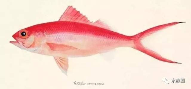 日本艺术家手绘的鱼类水彩画,中国鱼友表示不服!