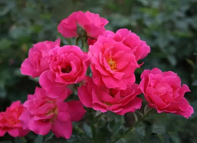 大花月季与丰花月季 你喜欢那个一个?(图3) 大花月季与丰花月季 你喜欢那个一个?(图3)