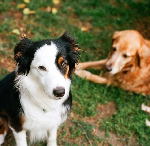 第一次养狗,金毛和边境牧羊犬,究竟哪个好?