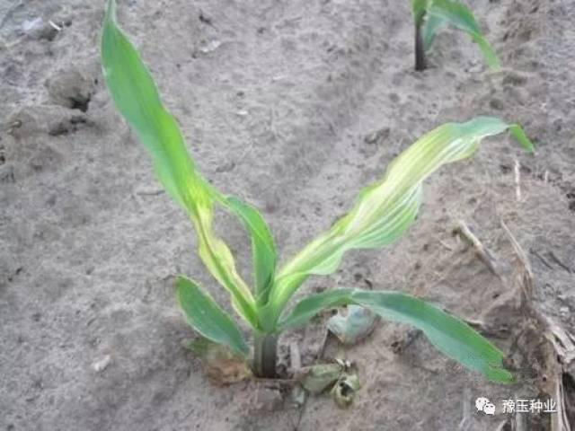1,预防土壤缺锌引起玉米白化苗,用l公斤硫酸锌与10～15公斤细土混合