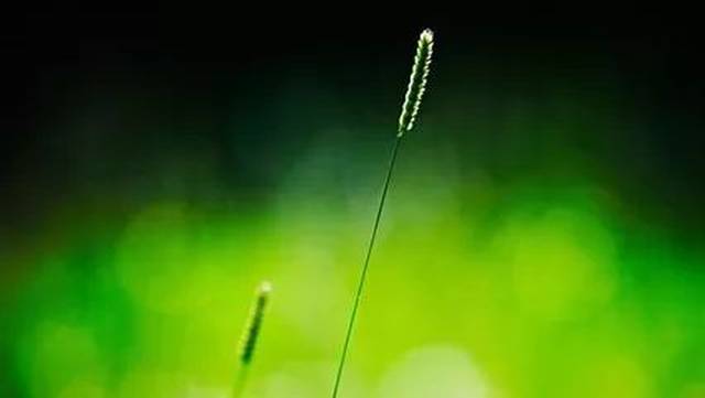 在平淡中活出自己的性格, 在雨水下彰显自己的独特.