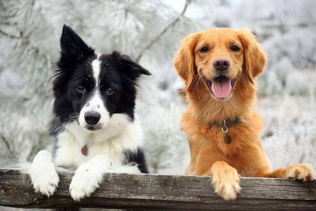 第一次养狗,金毛和边境牧羊犬,究竟哪个好?