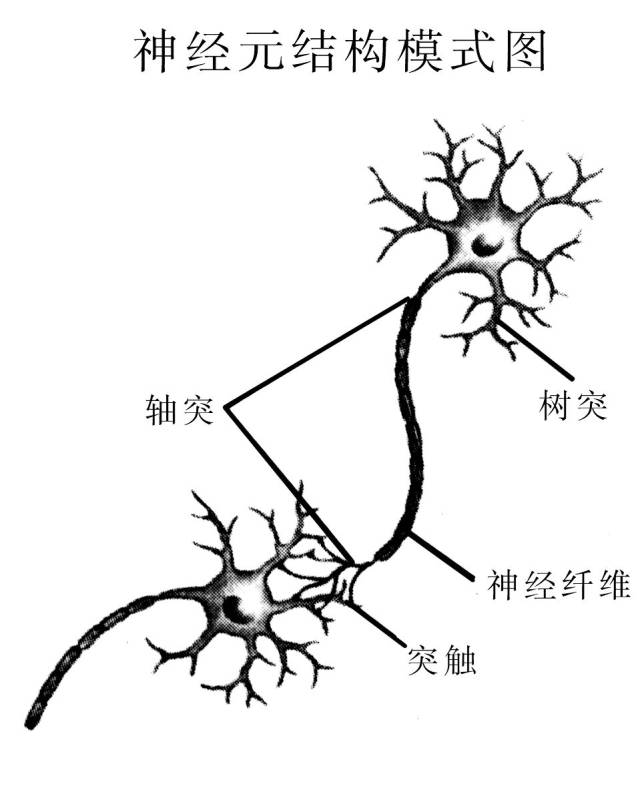 神经调节