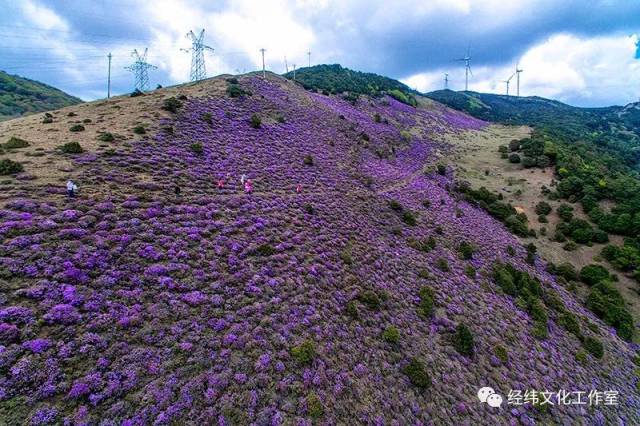 叹为观止的鹤庆马耳山紫蓝杜鹃花海