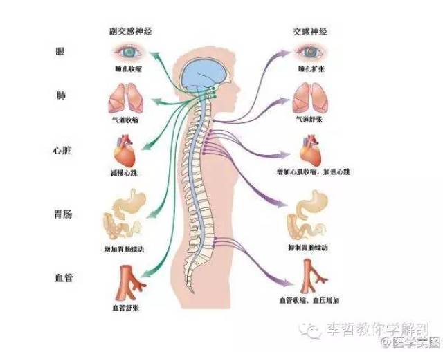 在生活中,交感神经和副交感神经的相互平衡,兴奋度都要求是高