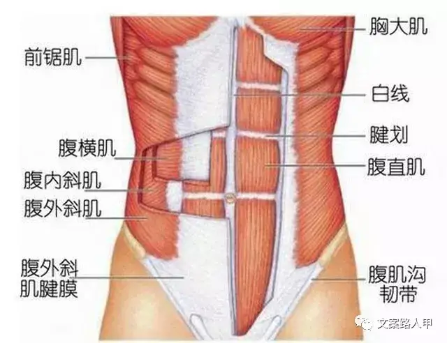 腹肌解剖图