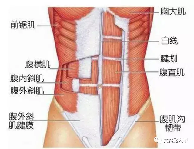 八块腹肌是哪八块?