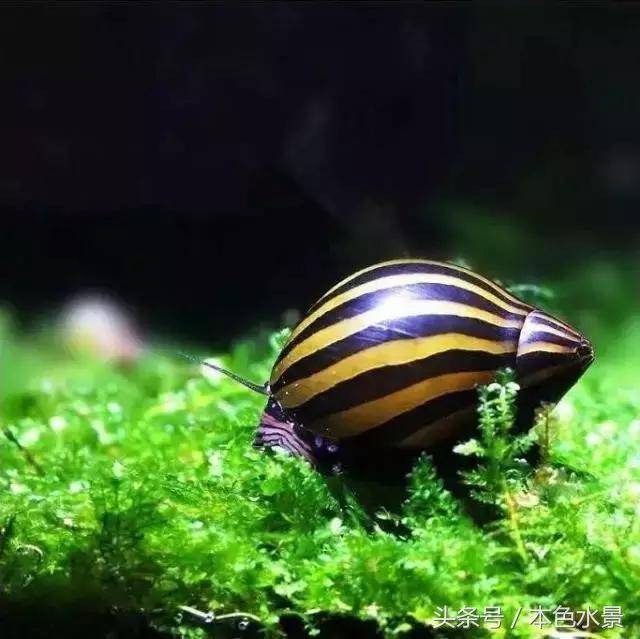 1 斑马螺 也被称为虎纹螺 斑马螺的外壳上有一条一条黄黑相间的纹路