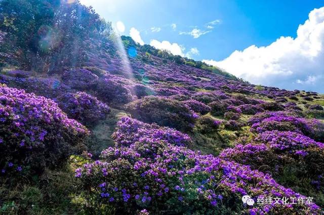 叹为观止的鹤庆马耳山紫蓝杜鹃花海