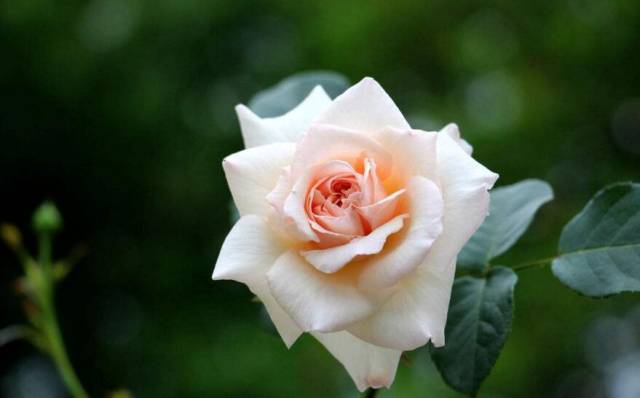 月季花怎么养月季好养吗(轻松入门看着里)(图1) 月季花怎么养月季好养吗(轻松入门看着里)(图1)