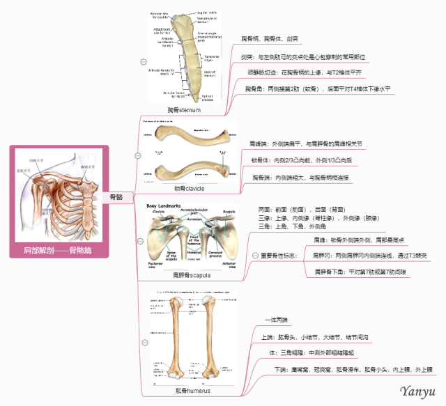 【骨骼篇】思维导图理清肩部解剖