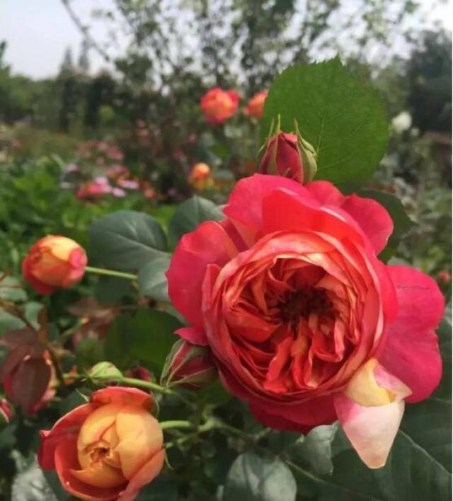 盆栽月季盆花月季日常养护技术(经验分享)(图1) 盆栽月季盆花月季日常养护技术(经验分享)(图1)