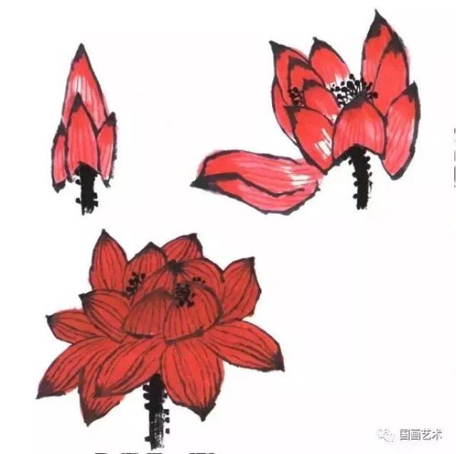 荷花结构的分解画法,值得收藏学习!