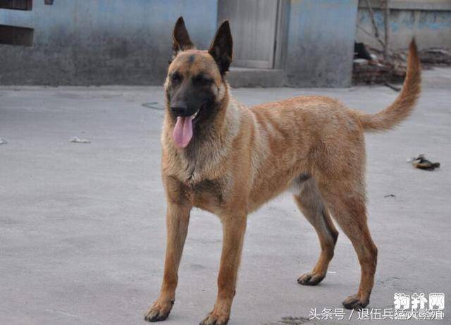 马犬咬人吗?马犬智商第几?