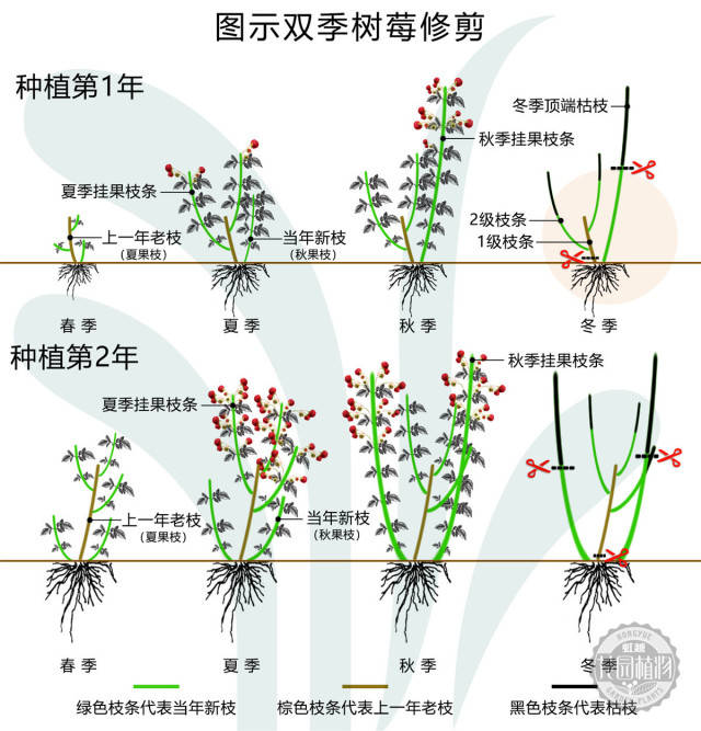 双季树莓怎么养护才能挂果多?修剪是关键!