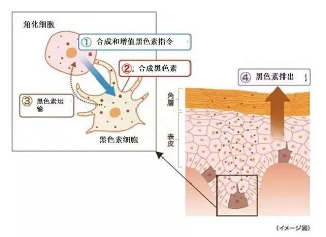 在清理老化皮肤的同时,还能有效抑制黑色素的生成