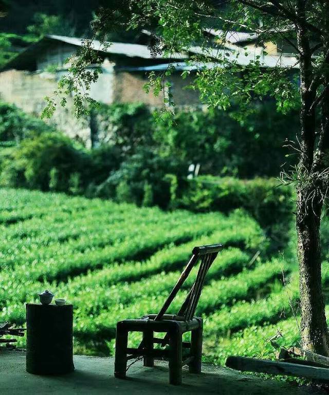 【品茶书文】残荷听雨,一茶一禅