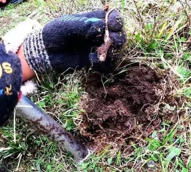 藏民告诉您新鲜冬虫夏草作用_营养效果更佳_新鲜虫草的功效