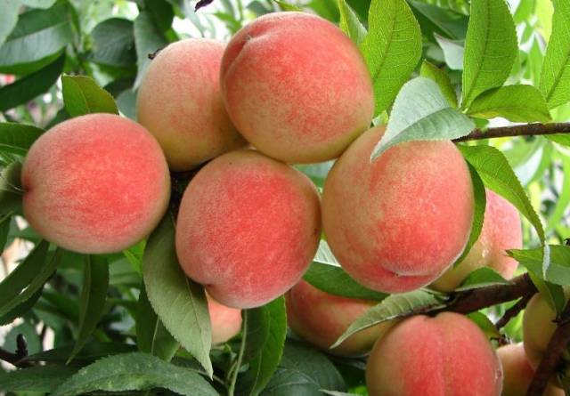 西瓜,蓝莓,桃子……周末,一起来宜宾这些地方摘果吧