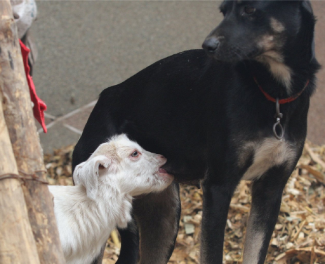 男子去后院,发现母狗有点不对劲,低头一看后让