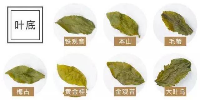 原来安溪除了铁观音还有那么多色种茶!