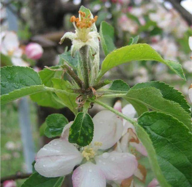 苹果树栽培技术 | 苹果花芽分化与促花管理