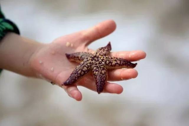 海星  