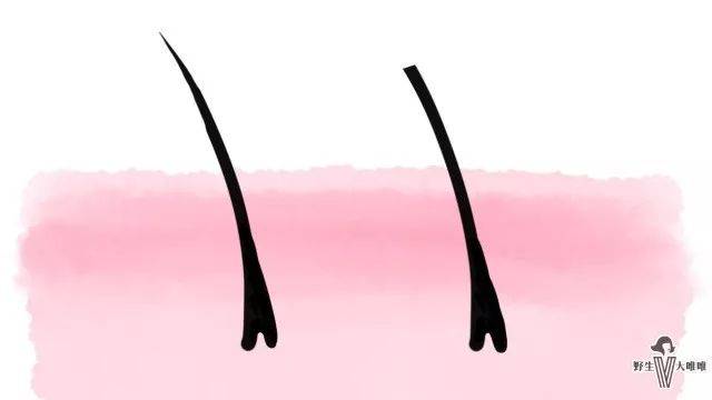 穿泳衣到底要不要脱比基尼毛?!真人现身解答比