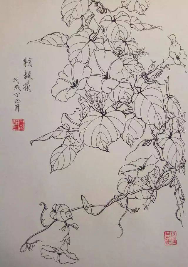 叶志军先生的钢笔白描花卉作品分享