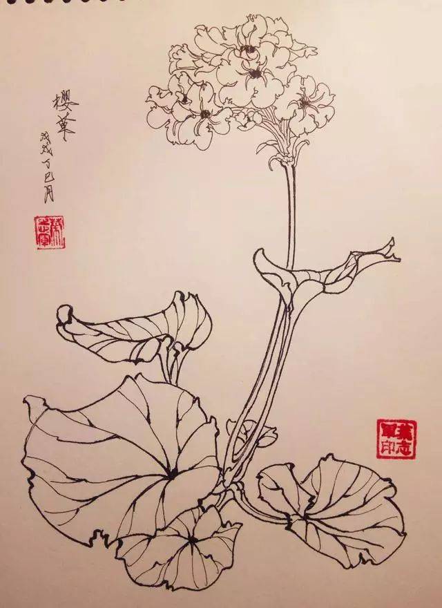 叶志军先生的钢笔白描花卉作品分享