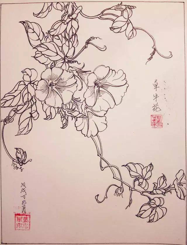 叶志军先生的钢笔白描花卉作品分享