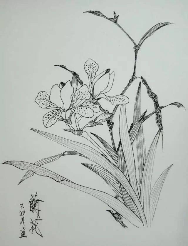 叶志军先生的钢笔白描花卉作品分享