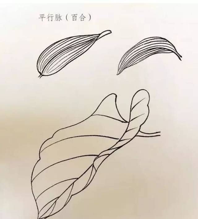 介绍完百合花的结构,那接下来我们就来学习百合花再国画中的不同画法