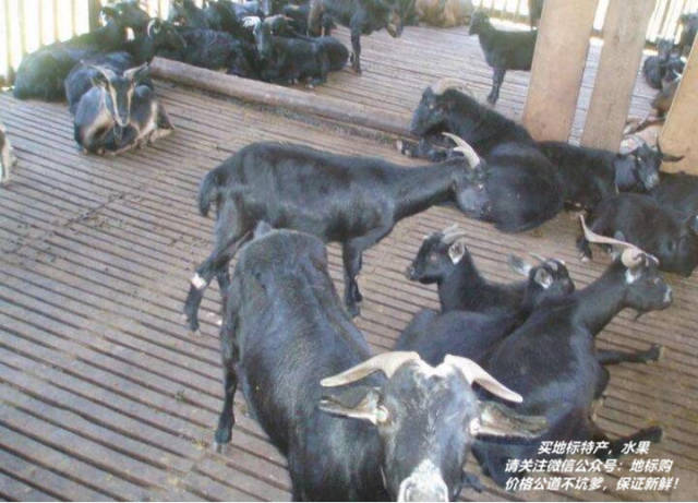 会理黑山羊