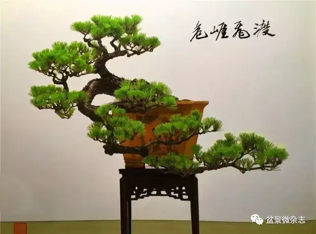 《危崖飞渡》郑永泰作品 马尾松 飘长120cm 培植15年