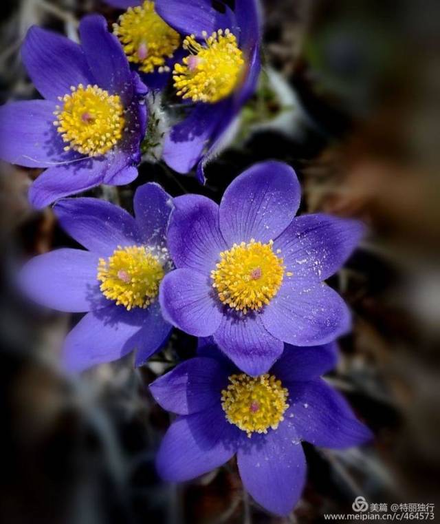 特丽独行:耗子花开动兴安