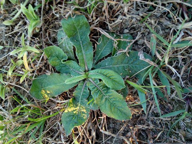 熬夜经常上火和咳嗽?农村路边的这植物,既能止咳又能降火