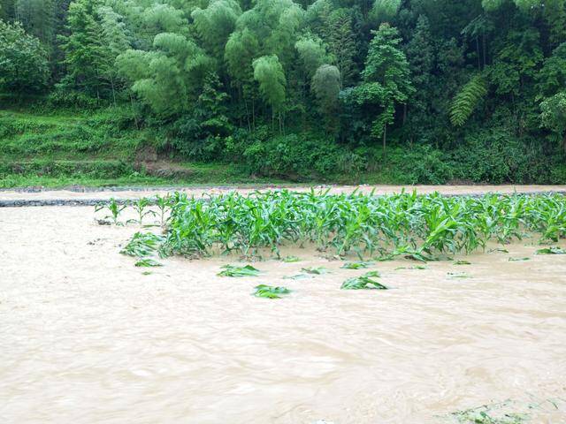 重庆秀山 多地遭遇暴雨:强降水致农田被淹,房屋进水