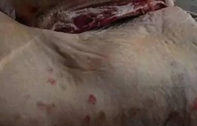震惊!珠海一伙人竟把“黑心猪肉”卖给大排档…太恶心了!