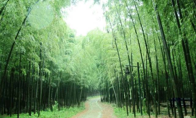 踏着铺满竹叶,松软平坦的小径,漫步在绿竹之间,顿感 "夹竹萧萧竹万竿