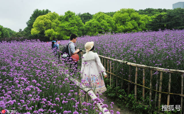 徜徉紫色花海 上海世纪公园马鞭草进入最佳观赏期