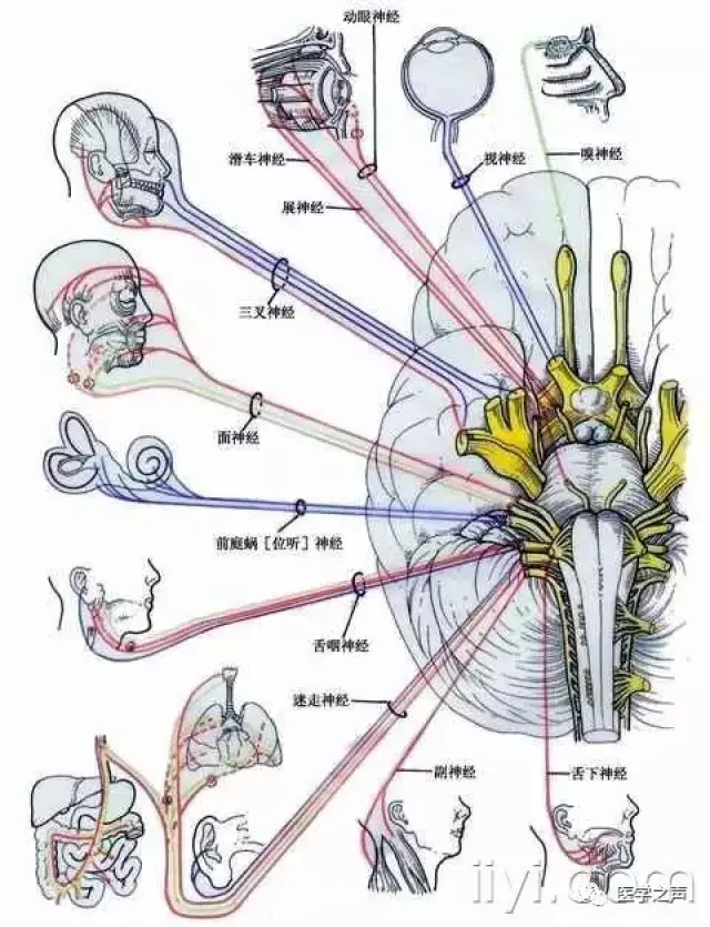 神经系统是由脑,脊髓,脑神经,脊神经,和植物性神经,以及各种神经节