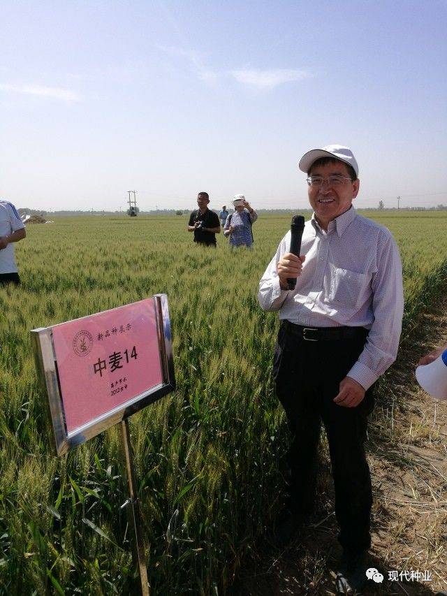 何中虎介绍优质节水小麦品种