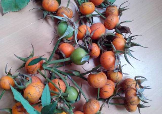 月季花什么时候播种 怎么种?(图1) 月季花什么时候播种 怎么种?(图1)