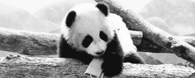 萌宠系列之熊猫动态图表情包,好可爱啊