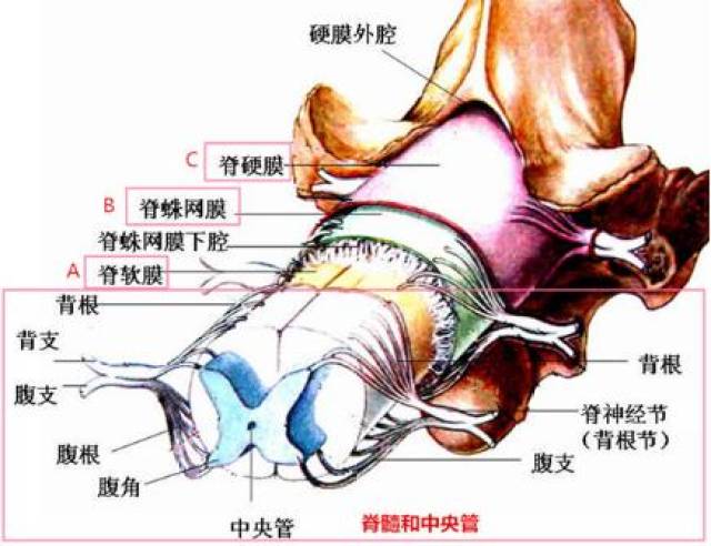 椎管内肿瘤有哪几类?