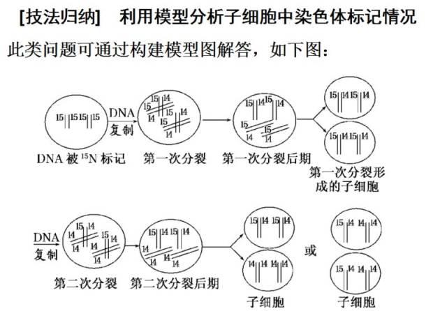 【生物】技巧丨图解法突破dna复制与细胞分裂中染色体