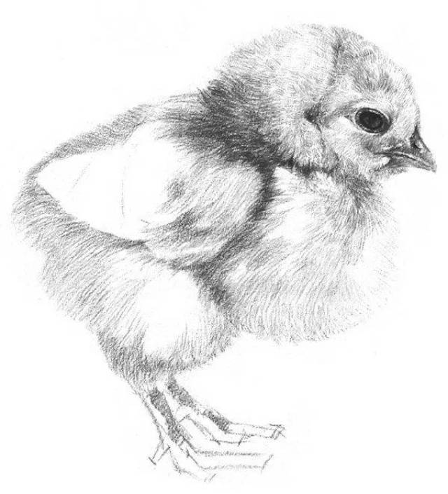 手绘素描:素描小鸡的绘画教程